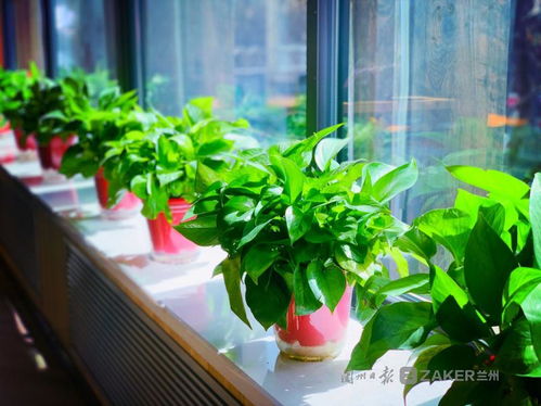 蘭州復(fù)工復(fù)產(chǎn)進行時,與你在浪漫的社區(qū)書店邂逅